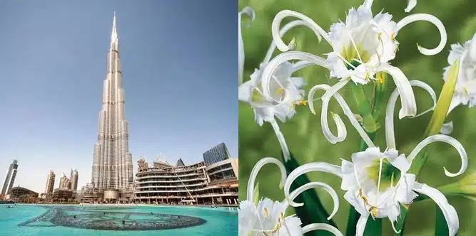 Burj Khalifa & Hymenocallis flower (the spider lilly) side by side - untold facts about burj khalifa